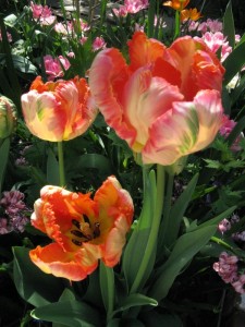 Salmon Parrot Tulip Salmon Parrot Tulip