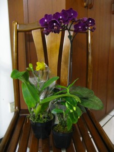 Orchids from Jianguo Flower Market Three different types of orchids.