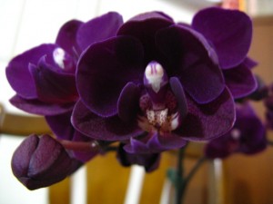 Purple Orchids from Jianguo Flower Market This photo really doesn't do the orchid's color any justice. I think I might have played with my camera a little too much and messed up the settings...alas!